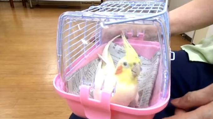 気鍼によるオカメインコの治療